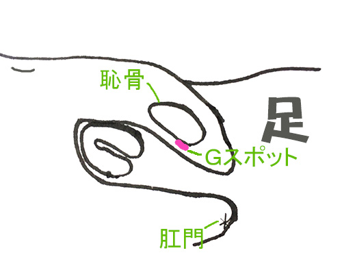 クリトリス図Gスポット