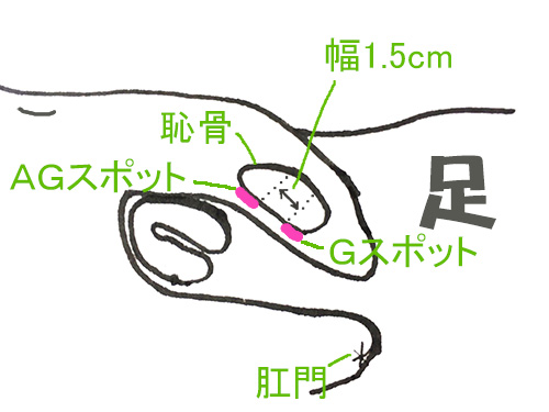 クリトリス図AGスポット
